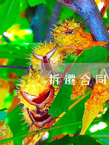 拆遷合同糾紛找哪個部門