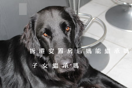 拆遷安置房后媽能繼承嗎(安置房以后可以給子女繼承嗎?)