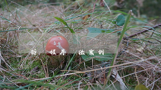 拆遷程序違法案例