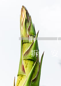 拆遷補(bǔ)償安置糾紛可以訴訟嗎(房屋拆遷安置補(bǔ)償)