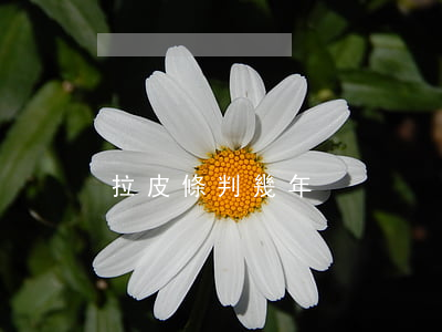 拉皮條判幾年
