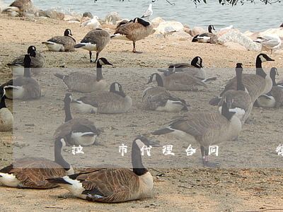 拉薩市代理合同糾紛律師多少錢
