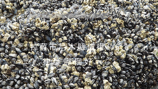 拉薩市尼木縣債權(quán)債務(wù)律師哪個好