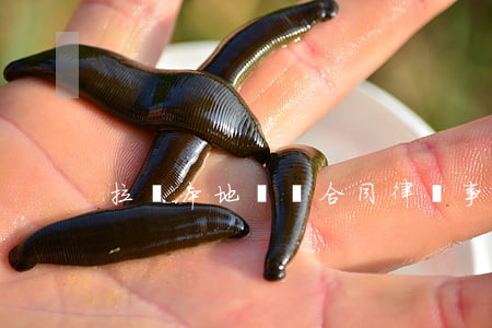 拉薩本地債務合同律師事務所律師