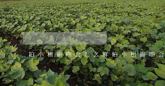 拍小租逾期会怎么样(拍小租逾期会怎么样吗)