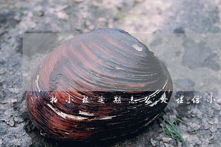 拍小租逾期怎么处理(信小租逾期)