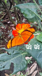 拍拍拍貸欠了(拍拍貸-拍拍貸)