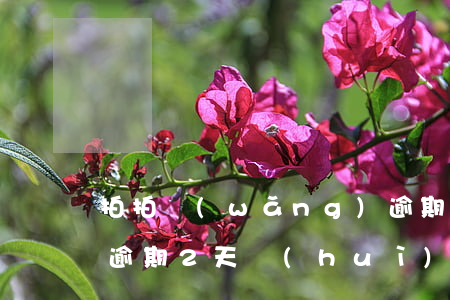 拍拍網(wǎng)逾期了還款失敗(拍拍貸逾期2天會(huì)怎么樣?拍拍貸逾期后果介紹)