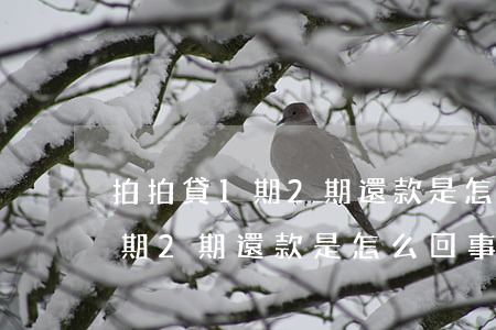 拍拍貸1期2期還款是怎么回事-拍拍貸1期2期還款是怎么回事啊