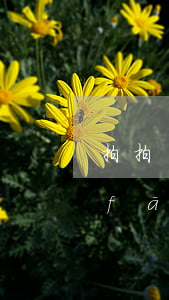 拍拍貸AA標(biāo)逾期(拍拍貸發(fā)短信說我嚴(yán)重逾期要起訴我)