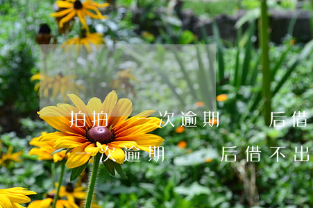 拍拍貸一次逾期還錢后借不出來了-拍拍貸一次逾期還錢后借不出來了怎么辦