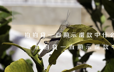 拍拍貸一直顯示還款中什么時(shí)候-拍拍貸一直顯示還款中什么時(shí)候還款