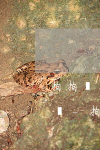 拍拍貸不出現(xiàn)逾期會有什么好處-拍拍貸沒有逾期為什么暫時不能使用?