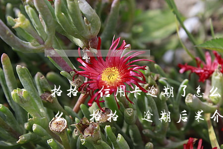 拍拍貸信用卡逾期了怎么辦(拍拍貸逾期會怎么樣?拍拍貸逾期后果介紹)