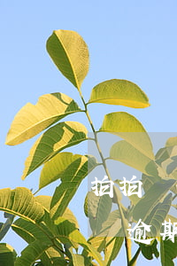 拍拍貸信用標(biāo)逾期怎么辦(拍拍貸逾期2天會怎么樣?拍拍貸逾期后果介紹)