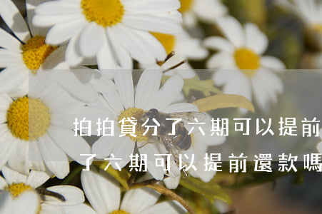 拍拍貸分了六期可以提前還款嗎-拍拍貸分了六期可以提前還款嗎