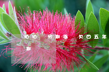 拍拍貸分期手機欠四五年了(拍拍貸只能分6期)