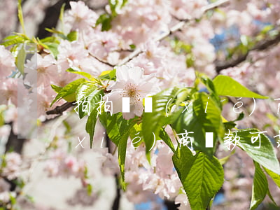 拍拍貸協(xié)商還款可靠(拍拍貸協(xié)商還款可靠)