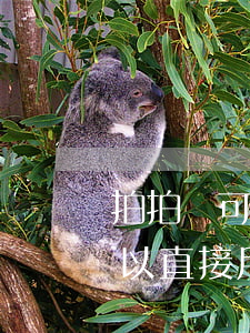 拍拍貸可以直接用信用卡還款嗎-拍拍貸可以直接用信用卡還款嗎安全嗎