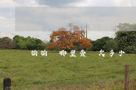 拍拍貸哪里查詢欠多少錢
