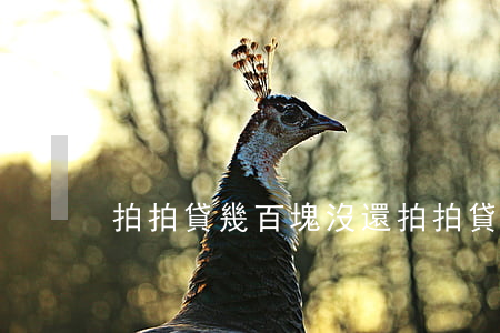 拍拍貸幾百塊沒還(拍拍貸兩千多不還有事嗎)