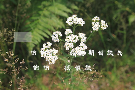 拍拍貸從未逾期借款失敗(沒(méi)有借拍拍貸被催款)