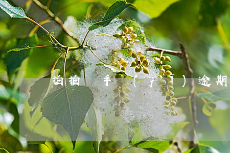 拍拍貸手機(jī)逾期會(huì)怎么樣