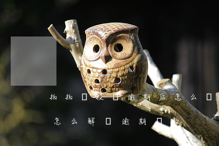 拍拍貸投資逾期后怎么辦(拍拍貸2020年怎么解決逾期貸款)