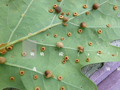 拍拍貸按時(shí)還款會(huì)打通訊錄電話嗎-拍拍貸按時(shí)按時(shí)還款會(huì)不會(huì)給家里打電話