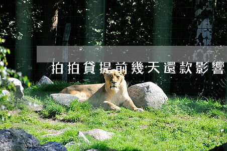 拍拍貸提前幾天還款影響在借么-