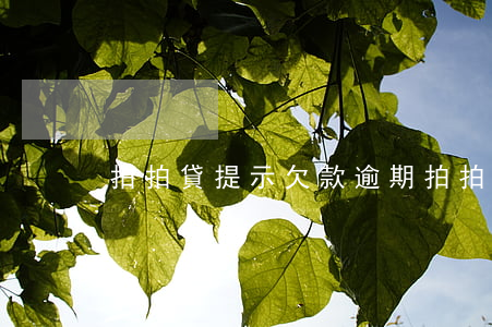 拍拍貸提示欠款逾期(拍拍貸逾期中心)