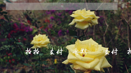 拍拍貸支付寶逾期記錄(支付寶拍拍貸申訴)