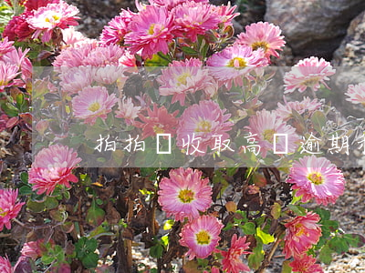 拍拍貸收取高額逾期利息(拍拍貸罰息合法嗎)