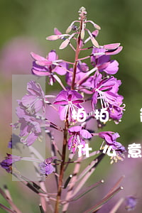 拍拍貸散標逾期債權轉讓(拍拍貸轉讓債權是什么意思)