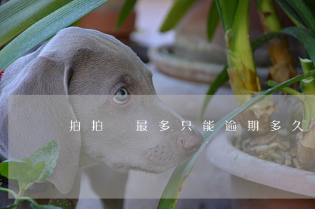 拍拍貸最多只能逾期多久