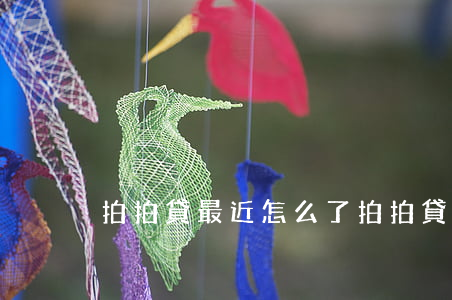 拍拍貸最近怎么了(拍拍貸又開始打電話了)
