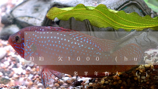 拍拍貸欠1000會(huì)上門嗎(拍拍貸欠一萬多半年有人經(jīng)歷過上門催收嗎?)