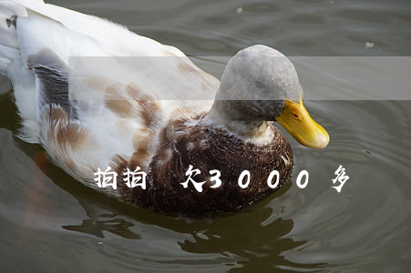 拍拍貸欠3000多
