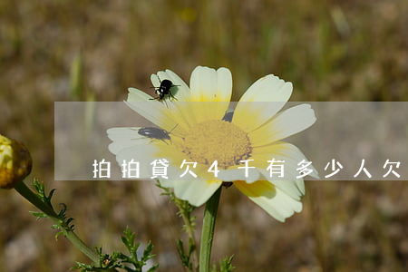 拍拍貸欠4千(有多少人欠了拍拍貸)