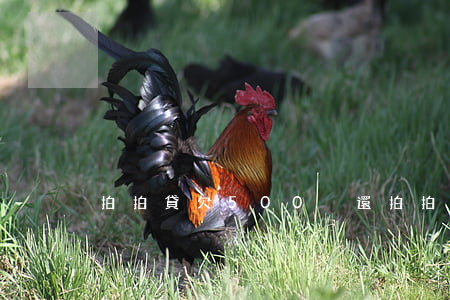 拍拍貸欠500沒還(拍拍貸欠500沒還)
