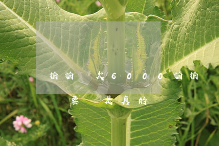 拍拍貸欠6000(拍拍貸欠了3000說上門要賬是真的嗎)