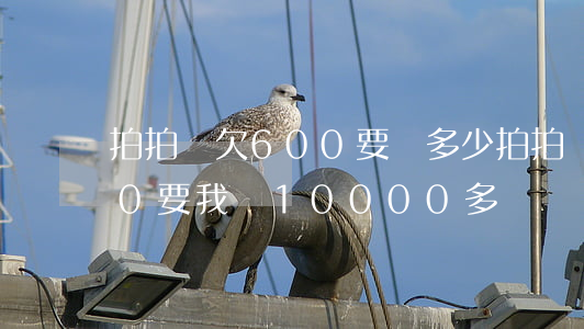 拍拍貸欠600要還多少(拍拍貸借了5000要我還10000多)