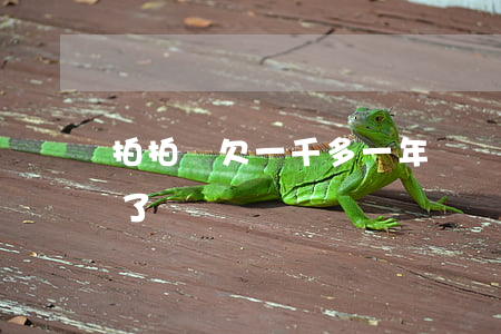 拍拍貸欠一千多一年沒還(拍拍貸一年多沒還了)