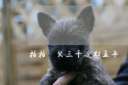 拍拍貸欠三千逾期五年還多少