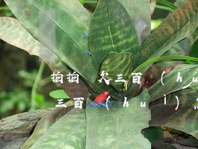 拍拍貸欠三百會(huì)怎么樣(拍拍貸欠三百會(huì)怎么樣)
