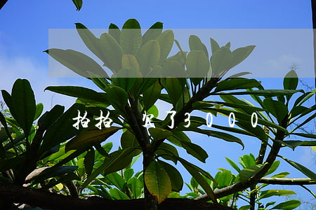 拍拍貸欠了3000沒還(拍拍貸一萬多沒還)