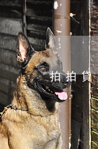 拍拍貸欠了4500會被起訴么-