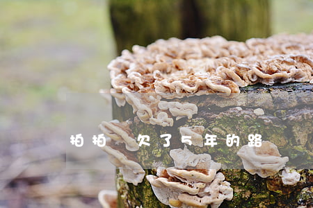 拍拍貸欠了5年的路過