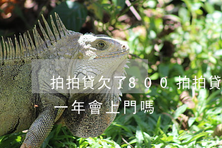 拍拍貸欠了800(拍拍貸欠了2800逾期一年,會上門嗎)