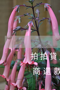 拍拍貸欠兩年了怎么協商還款(拍拍貸如何協商還款方式)